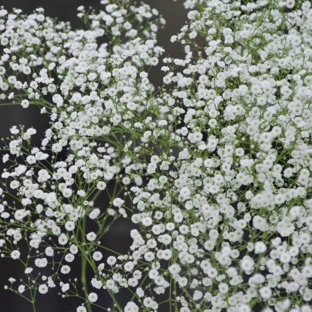 coroa de flores mosquitinhos